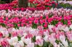 USA, Washington State. Skagit Valley, tulips blooming in garden Art Print